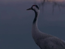 European Crane (Grus grus) alone on shore, North East Extremadura in Dehesa. Stock Footage