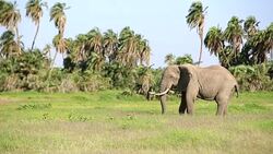 Elephants grazing at Amboseli Stock Footage