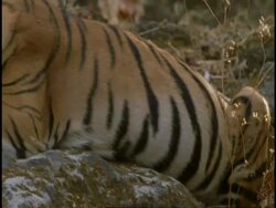 Royal Bengal tiger (Panthera tigris tigris), lying on rock, sleepy, Bandhavgarh National Park, Madhya Pradesh, India Stock Footage