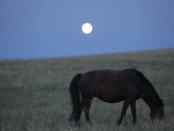 Horses on grass field and full moon on the background Stock Footage