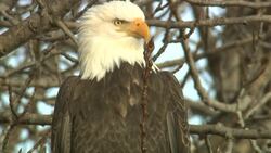A bald eagle perches in a tree and looks around. Stock Footage