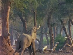 African Elephant (Loxodonta africana), MS elephant reaches up and pulls leaves off tree Stock Footage