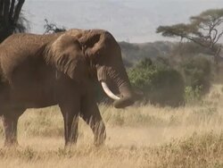 MS Elephant spraying dust in african savanna AUDIO / Amboseli, Rift Valley, Kenya Stock Footage
