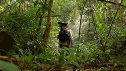 Wildlife Photographer taking picture of bird in the rainforest jungle Stock Footage