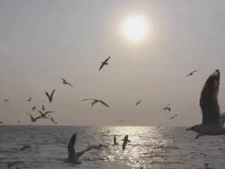Seagulls at sunset Stock Footage