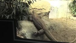 CLEAN : Lausanne aquarium offers visitors freshwater odyssey News Clip