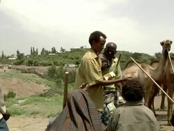 Ethiopian man paying for camel at camel fair Stock Footage