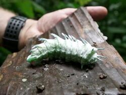 A giant, rare caterpillar in the jungle of Khakaborazi National Park, Myanmar Stock Footage
