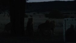 Naturalists observe lions from inside a predator shield. Stock Footage