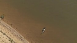 An alligator lunges into a river in Brazil. Stock Footage