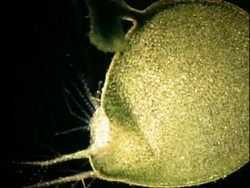 Bladderwort catching Daphnia, slowed down, UK Stock Footage