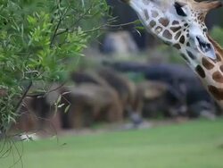 HD Video of Giraffe eating leaves Stock Footage