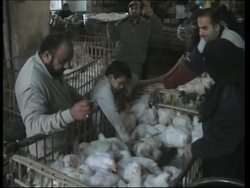 Health official, street vendors, chicken market News Clip