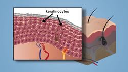 Integumentary System Instructional Video