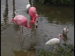Two Flamingos Feeding Stock Footage
