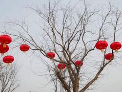 MS Red lanterns on tree to celebrate Chinese spring festival / xi'an, shaanxi, china Stock Footage