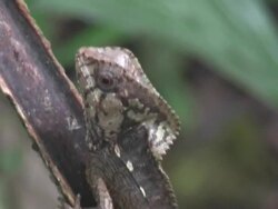 Casqued-headed lizard - Costa Rica Stock Footage