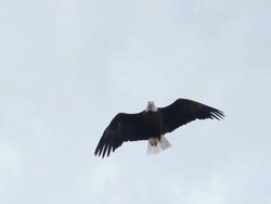 MS TS Bald Eagle gliding overhead / Boise, Idaho, United States Stock Footage