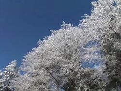 HD STEADYCAM: Winter forest. Stock Footage