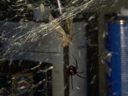 Medium Close Up - Spider and moth in web /  Stock Footage
