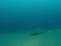 MS TS Shot of Guitarfish swimming along sea floor / Matola, Maputo, Mozambique Stock Footage