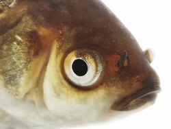 Fish head "talking" breathing Stock Footage
