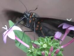 Butterfly searching the flower Stock Footage