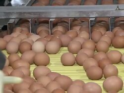 CU Eggs on conveyor belt for sorting / Anseong, Gyeonggi-do, South Korea Stock Footage