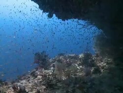 School of juvenile Cardinalfish (Apogon sp.) sheltering under ledge, Baa Atoll, The Maldives Stock Footage