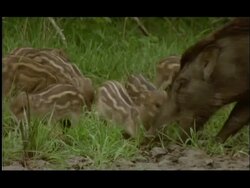 Adult wild boar (Sus scrofa) with stripy piglets grazing grass around salt lick, Bandipur, Nagarahole National Park, India Stock Footage