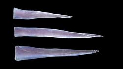 Icicles grow like knives, with luma matte Stock Footage