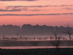 European Cranes (Grus grus), North East Extremadura in Dehesa. The cranes migrate south in winter from Scandinavia and Northern Europe to Spain and roost in large numbers mainly on lake shores. They feed in the dehesas on acorns and invertebrates. Stock Footage