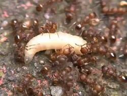 Ants hunting Stock Footage