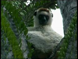 Verreaux's Sifaka, Propithecus verreauxi verreauxi, Andohahela National Park Stock Footage