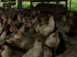 Chicken cage Stock Footage