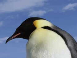 CU Emperor penguin headshot / Antarctica Stock Footage
