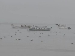 Seagulls Stock Footage