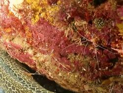 MS Shot of Single honeycomb moray eel lying and resting on sea floor against reef with camel shrimp and skunk cleaner shrimp walking or crawling / Sodwana Bay, KwaZulu Natal, South Africa Stock Footage