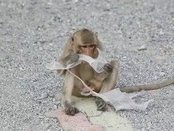 Young monkey are hungry. Stock Footage