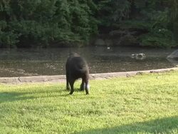 Happy dog  1080/60i Stock Footage