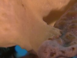 Frog Fish with fins adapted as 'hands' - hand, Southern Visayas, Philippines Stock Footage