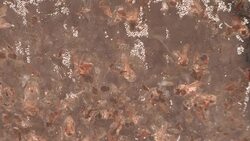 Environmentalists Bring Dead Bees to EPA Office News Clip