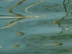 swamp - CU water plants in the water Stock Footage