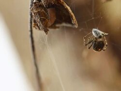 spider and victim Stock Footage