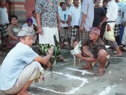 MS People at rooster fighting in Typical cerimony / Bali, Indonesia Stock Footage