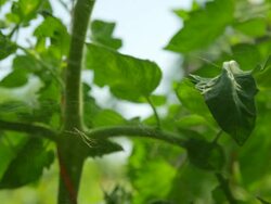 MS Shot of Spiders sits in web attached to tree / Cortes, British Columbia, Canada  Stock Footage