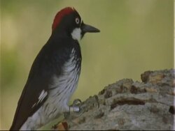 Acorn Woodpecker (Melanerpes formicivorus) at granary tree, pecking Stock Footage