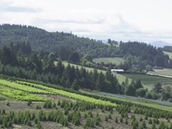 WS View of hawk dives out in countryside in front of farms, hills and trees / Cornelius, Oregon, United States  Stock Footage
