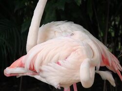 Grooming Flamingo bird feathers Stock Footage