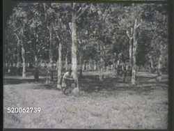 1940s: MALAYA: RESOURCES: WS Malaya (Malaysia) landscape. VS Malaysians on rubber plant, male cutting grooves into rubber tree, carrying bails (rubber sap), hanging rubber latex sheets to dry. Instructional Video
